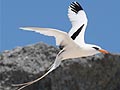 Bermuda Longtail photo