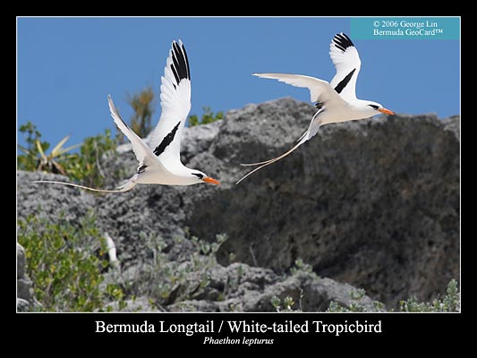 Bermuda Longtail